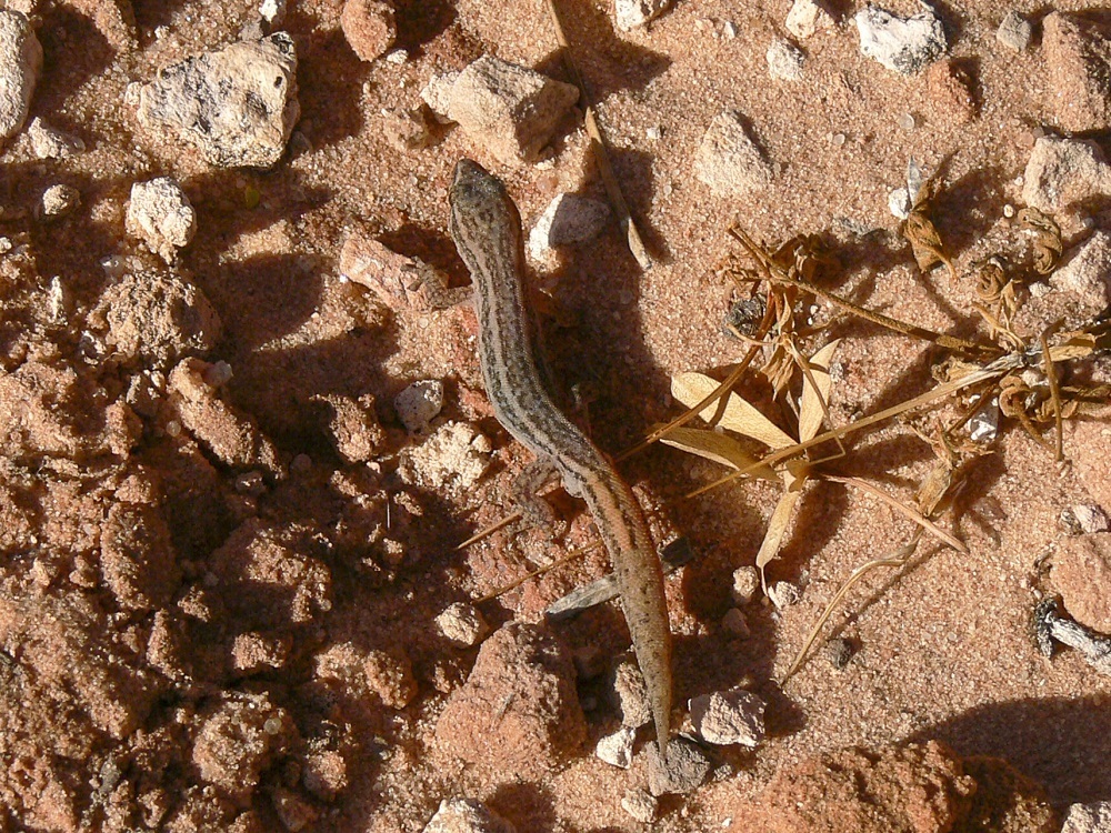 Western Clawless Gecko