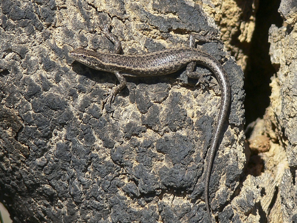 Callose-Palmed Shinning-Skink