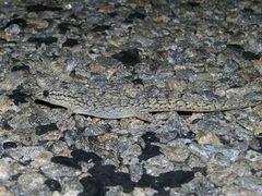 Gehyra variegata