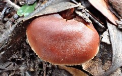 Gymnopilus allantopus