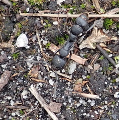 Bothroponera cariosa