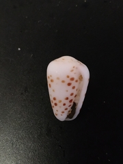 Conus pulicarius