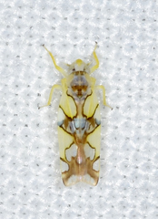 Protalebrella conica