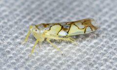 Protalebrella conica