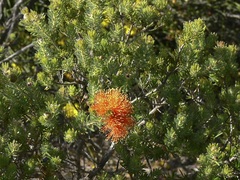 Melaleuca beaufortioides