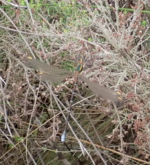 Chlorolestes conspicuus