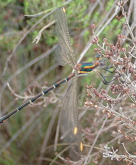 Chlorolestes conspicuus