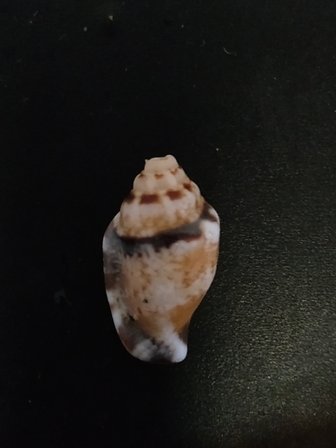 ヤサガタムカシタモト