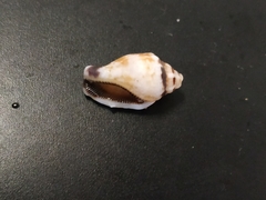 Canarium microurceum