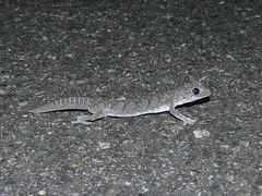 Strophurus strophurus