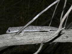 Strophurus strophurus