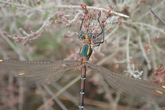 Chlorolestes conspicuus