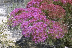 Verticordia monadelpha