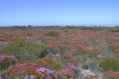 Verticordia monadelpha
