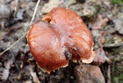 Gymnopilus allantopus