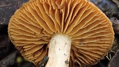 Gymnopilus allantopus
