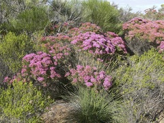 Verticordia monadelpha