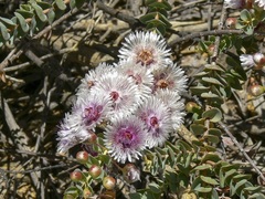 Verticordia oculata