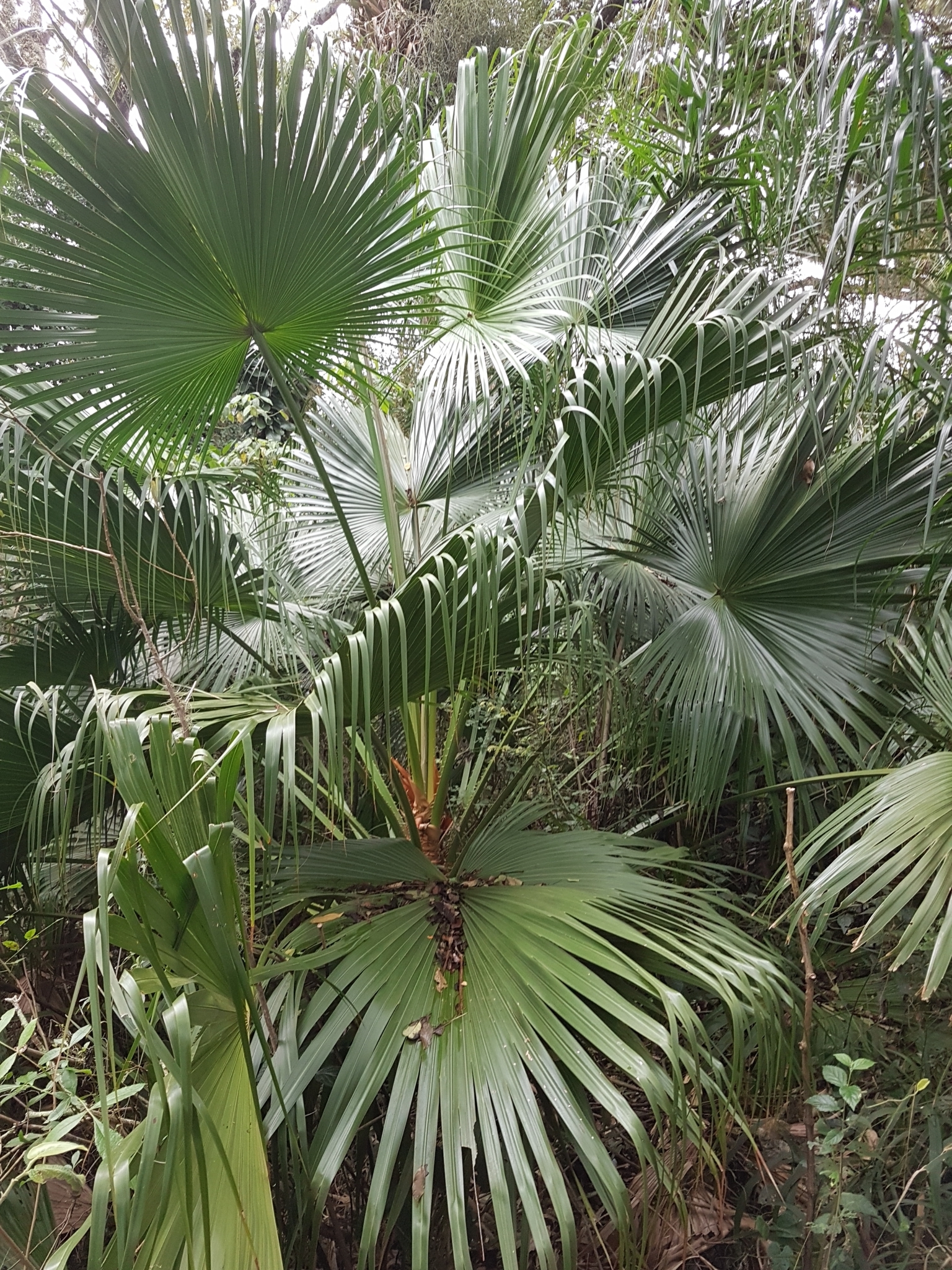 Livistona chinensis