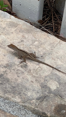 Anolis cybotes