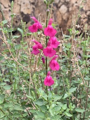 Salvia lemmonii