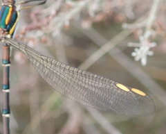 Chlorolestes conspicuus