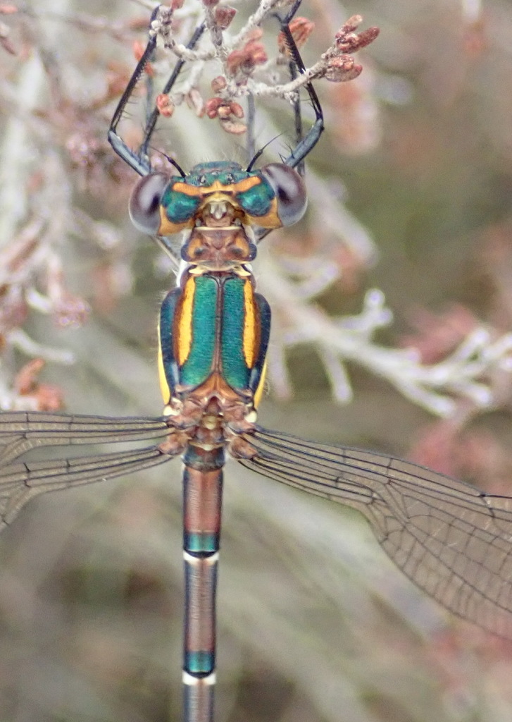 Conspicuous Malachite