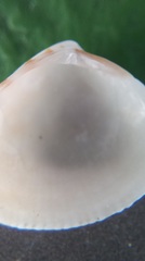 Chioneryx cardioides