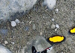 Xanthyris flaveolata