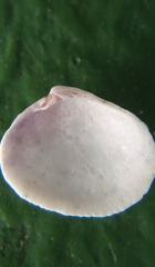 Chioneryx cardioides