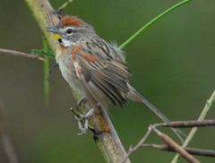 Chotoy Spinetail photo 2