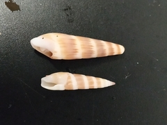 Terebrinae