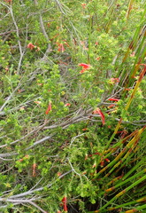 Erica discolor