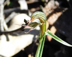 Pterostylis sargentii
