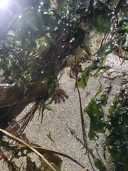 Haliclystus sanjuanensis