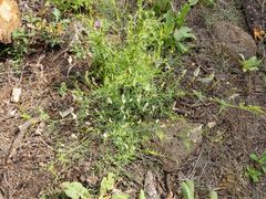 Vicia pulchella