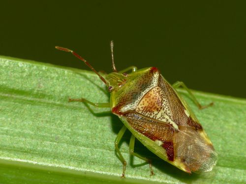 Forest shield bug photo 5