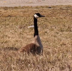 Branta canadensis