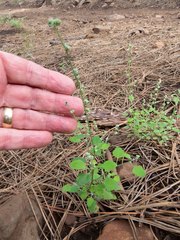Chenopodium fremontii