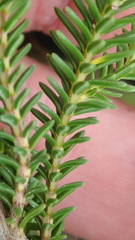 Erica discolor