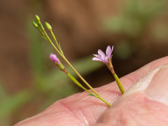 Epilobium foliosum