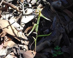 Pterostylis sargentii