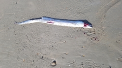 Lepidopus caudatus