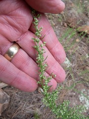 Artemisia carruthii