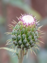 Cirsium wheeleri