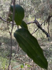 Smilax glyciphylla