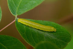 Aphrissa neleis