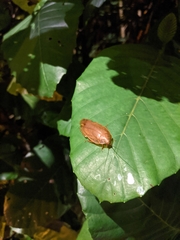 Pseudophoraspis nebulosa