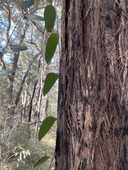 Smilax glyciphylla