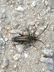 Lepturobosca